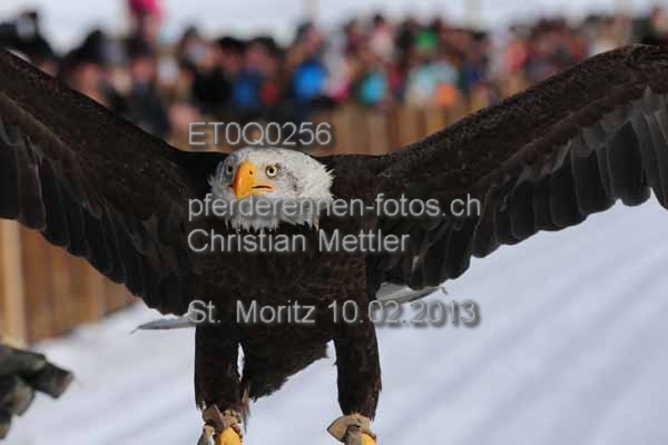 ET0Q0256 prot
